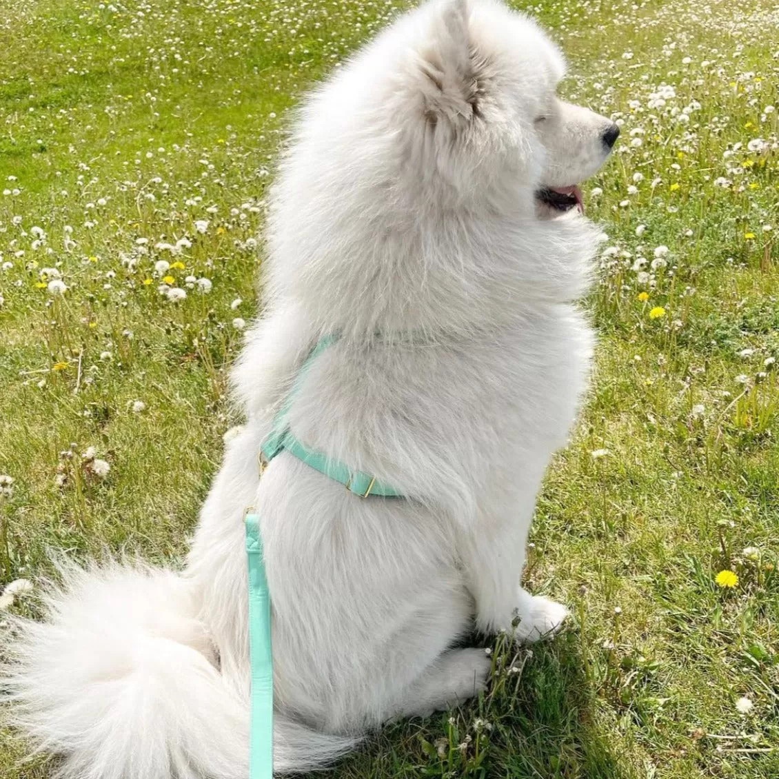 Tropical Green Leash & Harness Set